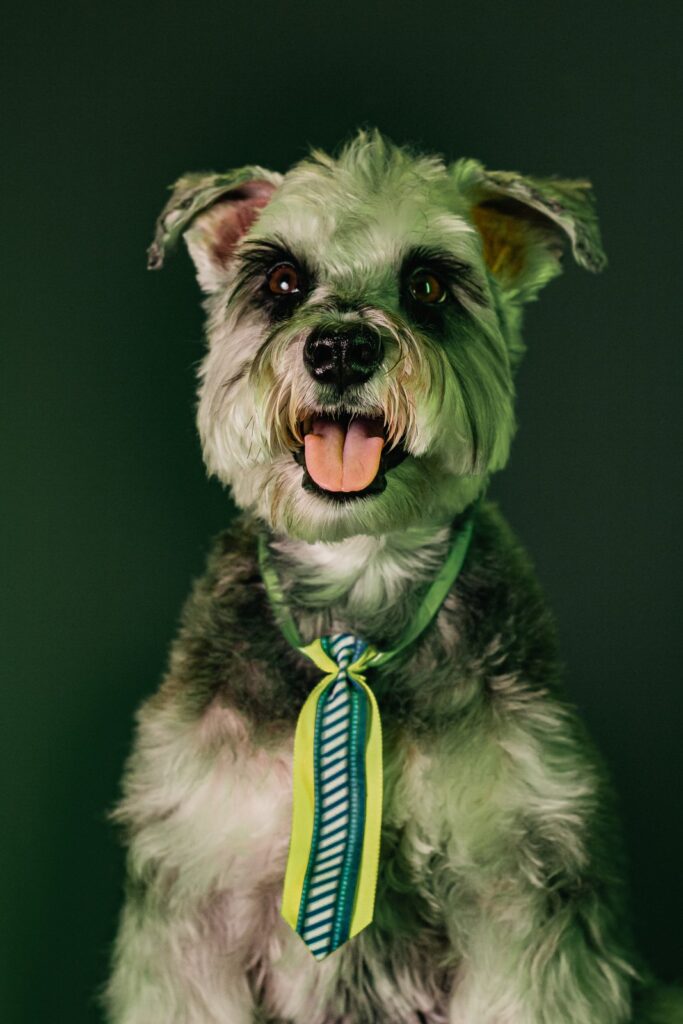 Cachorro olhando para a câmera com gravata verde e amarela, sobre fundo verde.