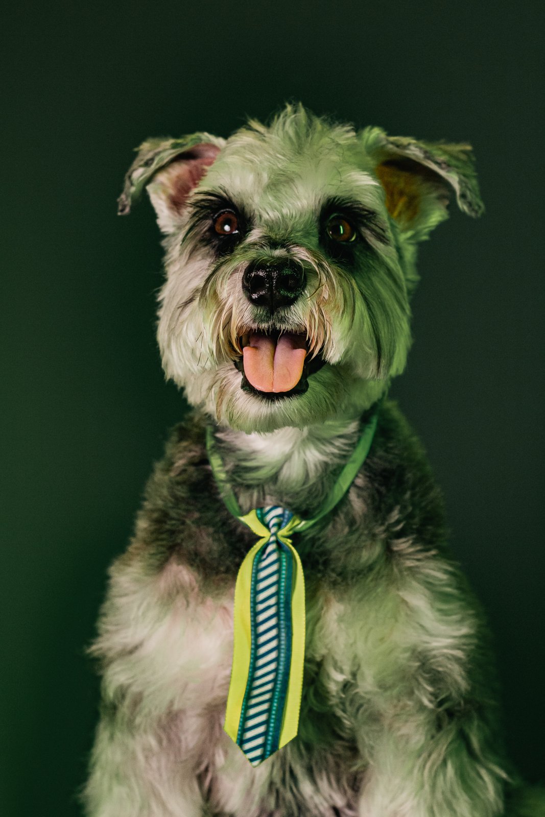Cachorro olhando para a câmera com gravata verde e amarela, sobre fundo verde.